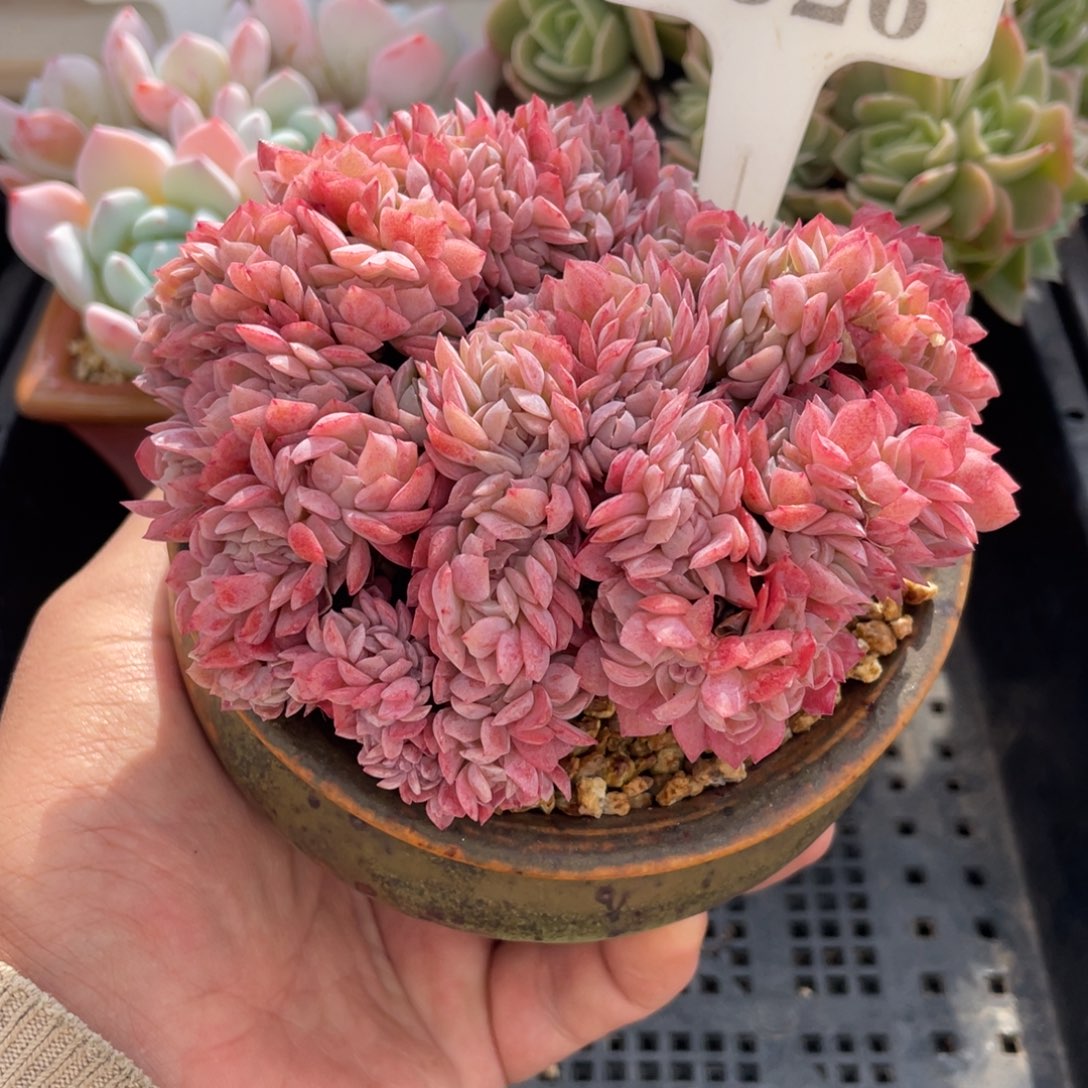 0526贝瑞缀不带盆11厘米