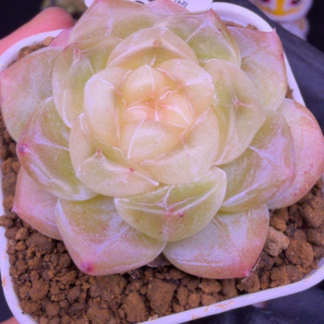 112东篱下多肉植物哈哈哈112