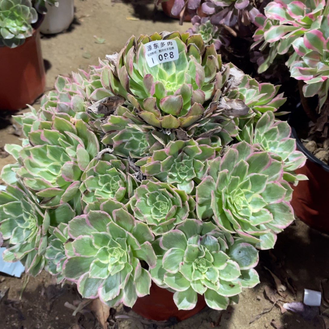 098粉海多肉法师断枝不包