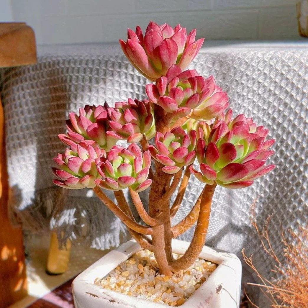 红稚莲老桩多肉植物群生植物红色多肉