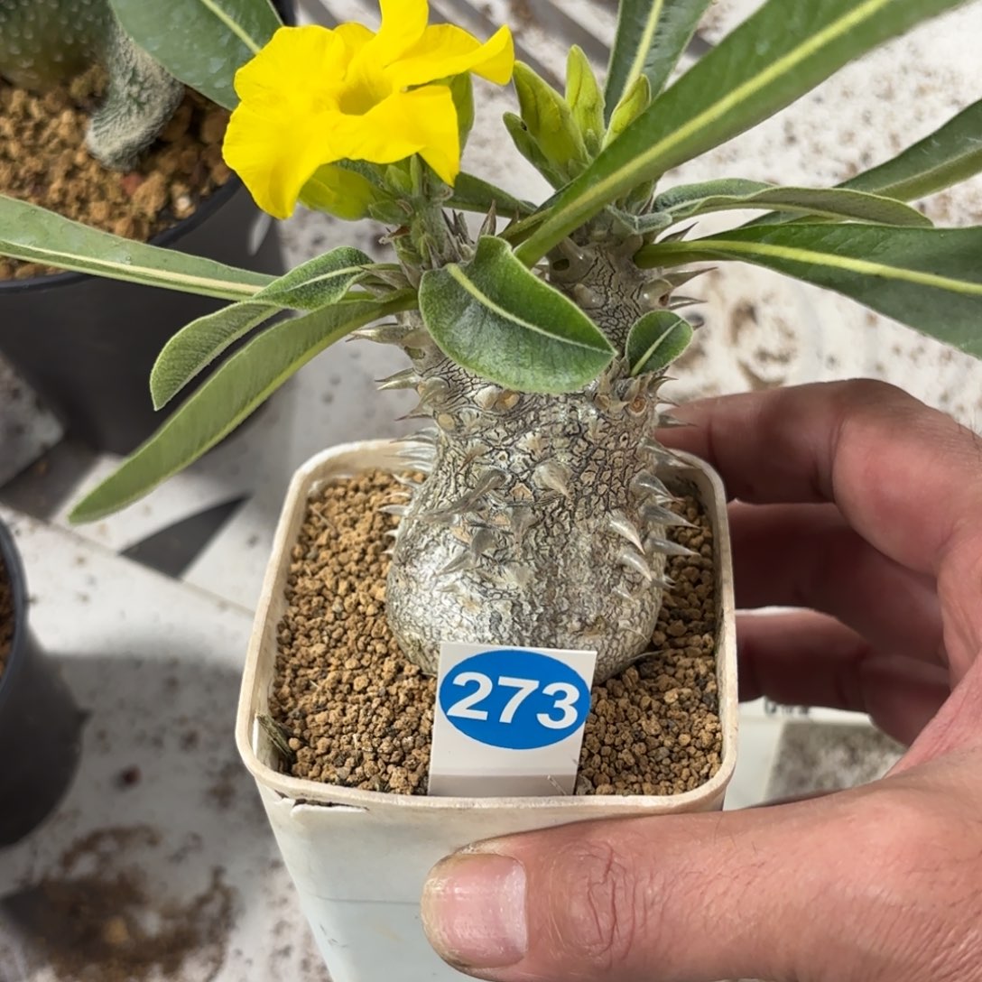 273实生惠比大黑带盆带土发货