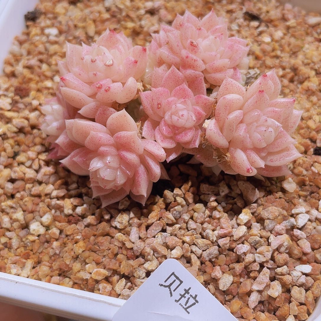 161精品多肉一物一拍