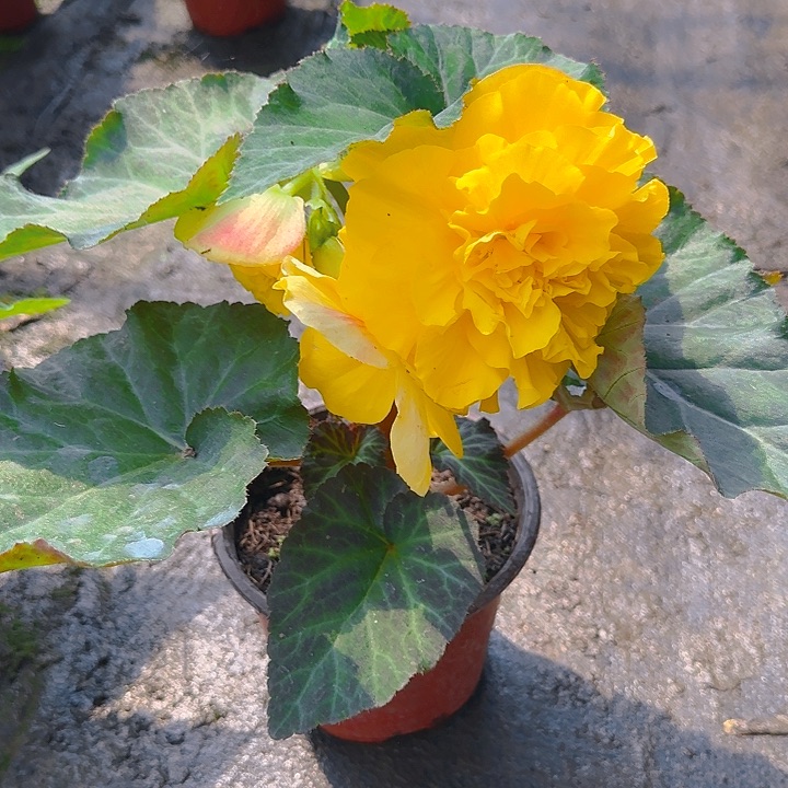 无花朵夫妻海棠种球系列黄色