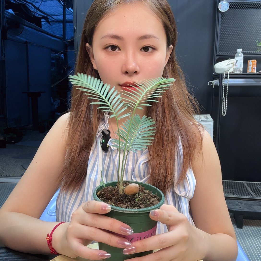 鱼骨双子铁带盆土。
