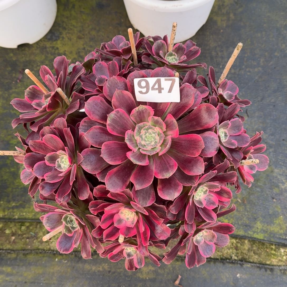 947！凤冠法师多肉植物