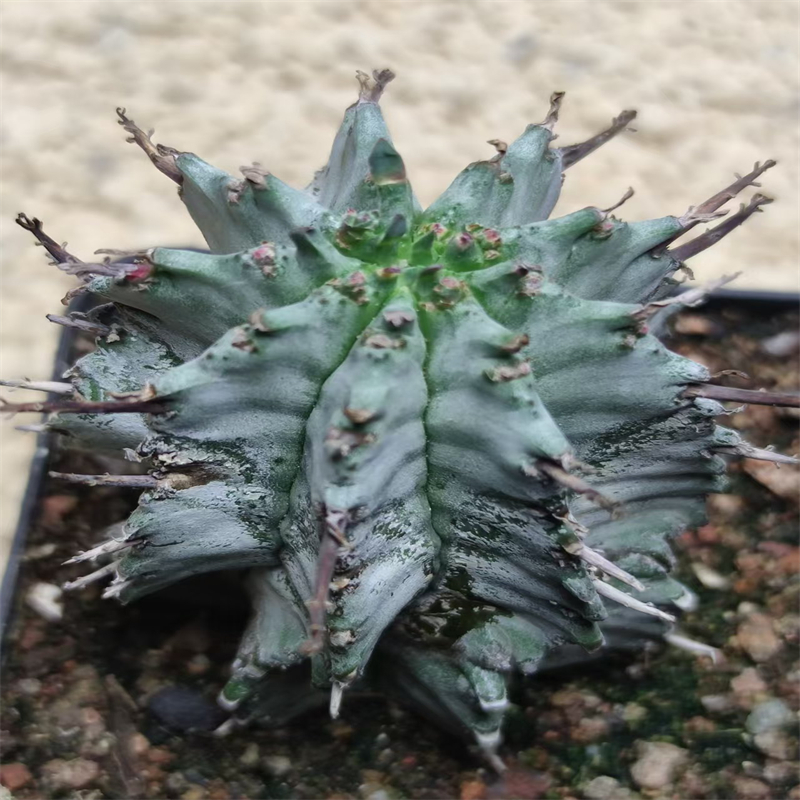 1022萌球多肉园 白肌白衣魁伟玉实生 室内精品网红仙人球一物一拍