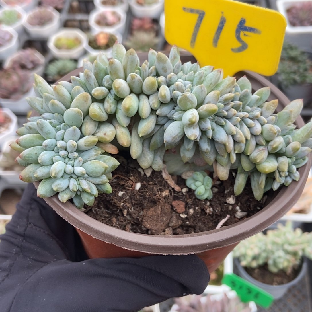 715奶糖缀多肉植物3867