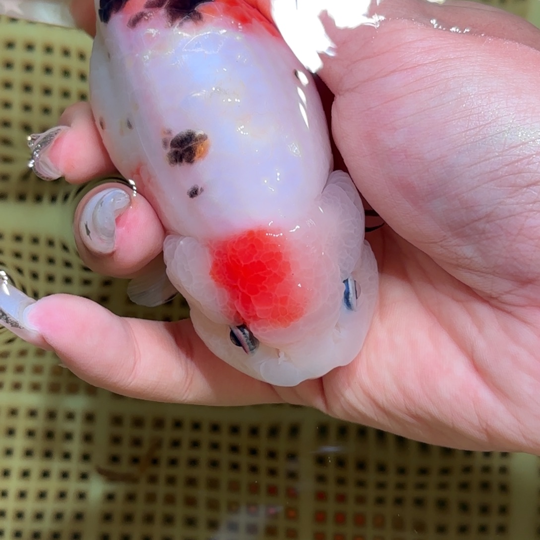 微***微金鱼拍包装包邮，不拍包装运费到付
