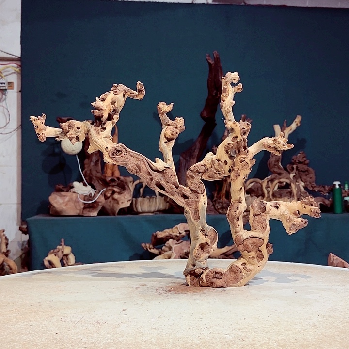 剪***松木860 金丝红木羊蹄甲半成品