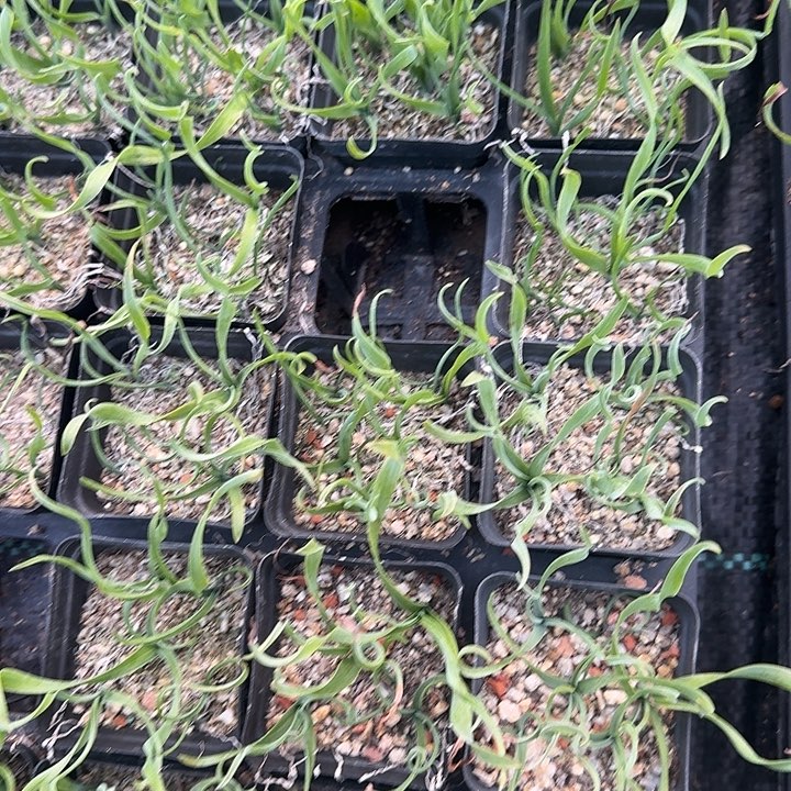 实生弹簧草，一盆5颗发货