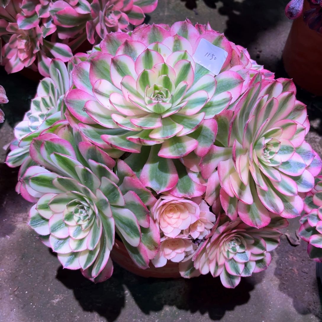 多肉植物倾城1159