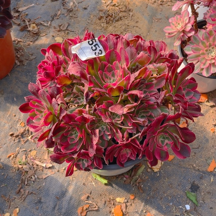 多肉妖月法师553