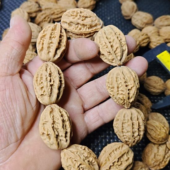 风***行木质类纯野生山核桃