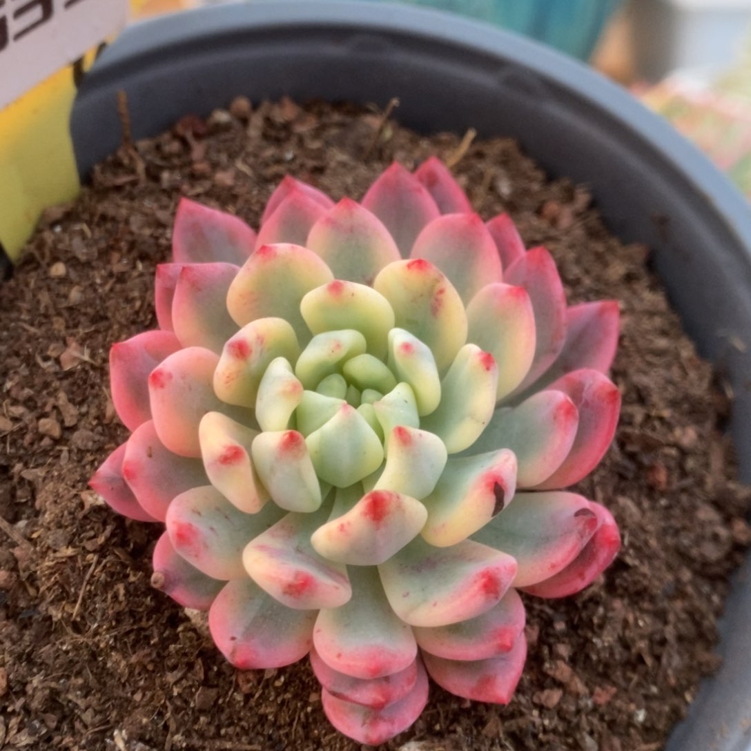 635蓝苹果锦锦锦锦锦锦