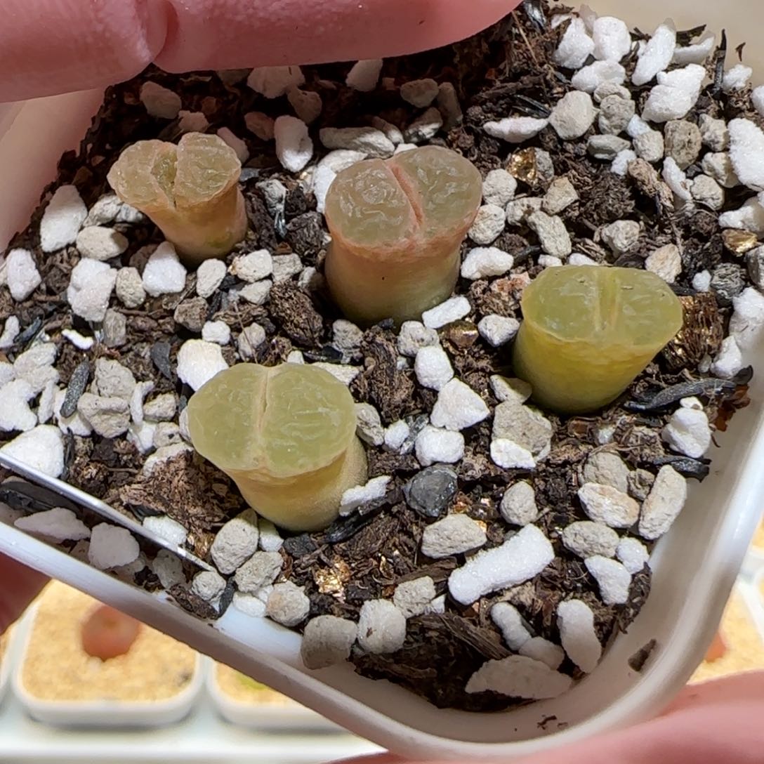 肉锥多肉植物百科-粉樱一盆268