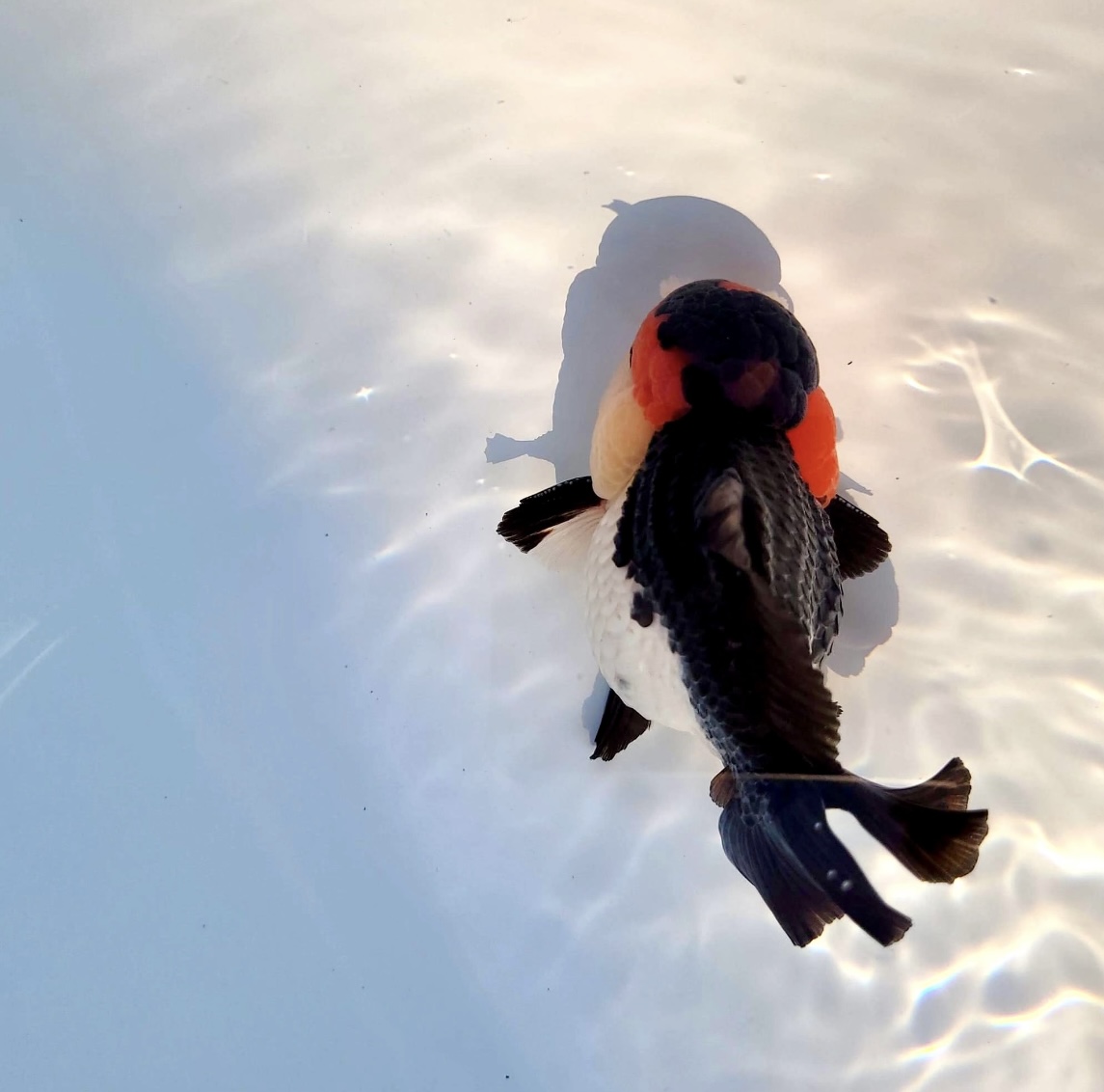 精选玛丽泰狮金鱼观赏鱼不怕冷不用加温渔场直发好养