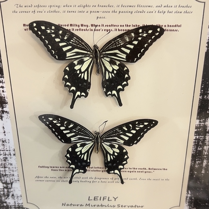 十寸复古背景双柑橘