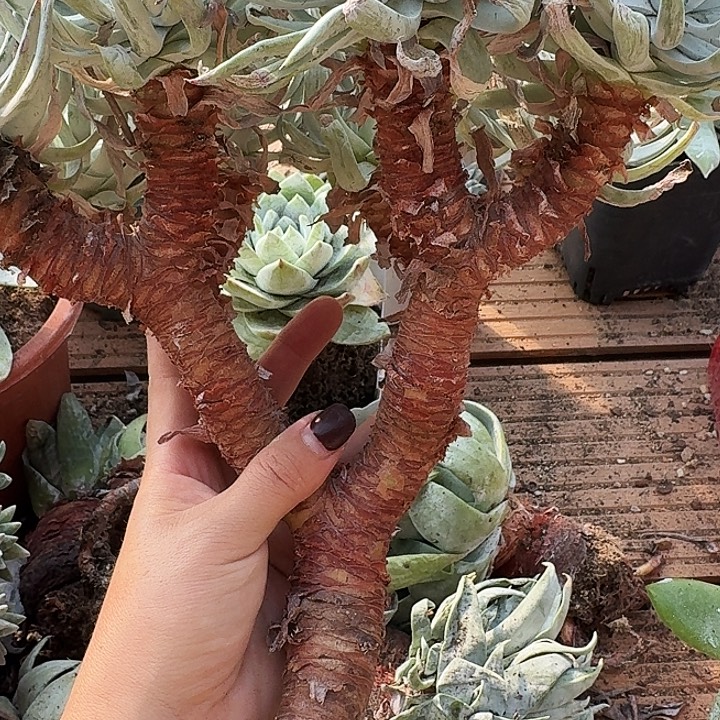 奴婢吉娜多肉植物68