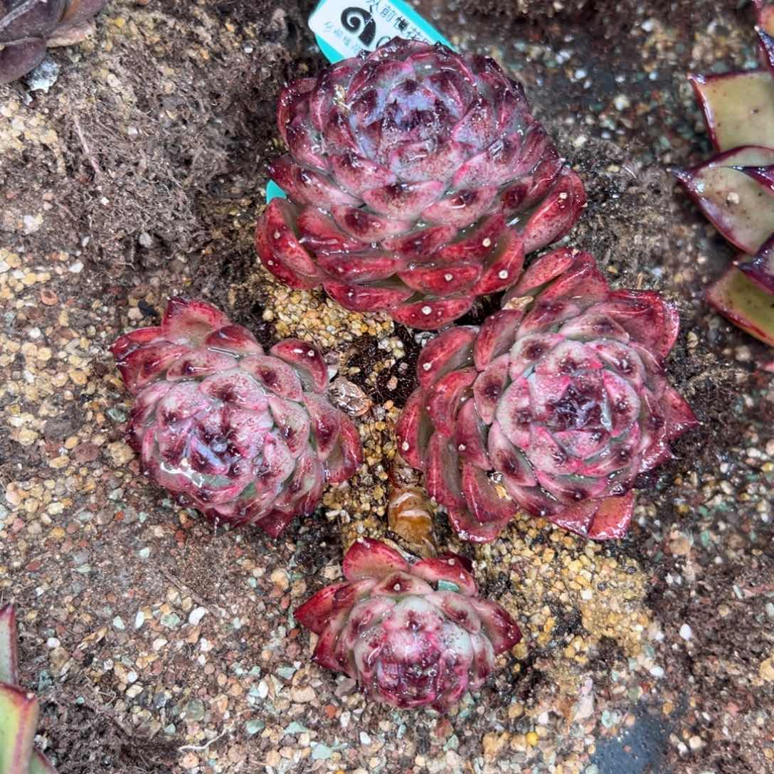 多肉一物一拍0204-216