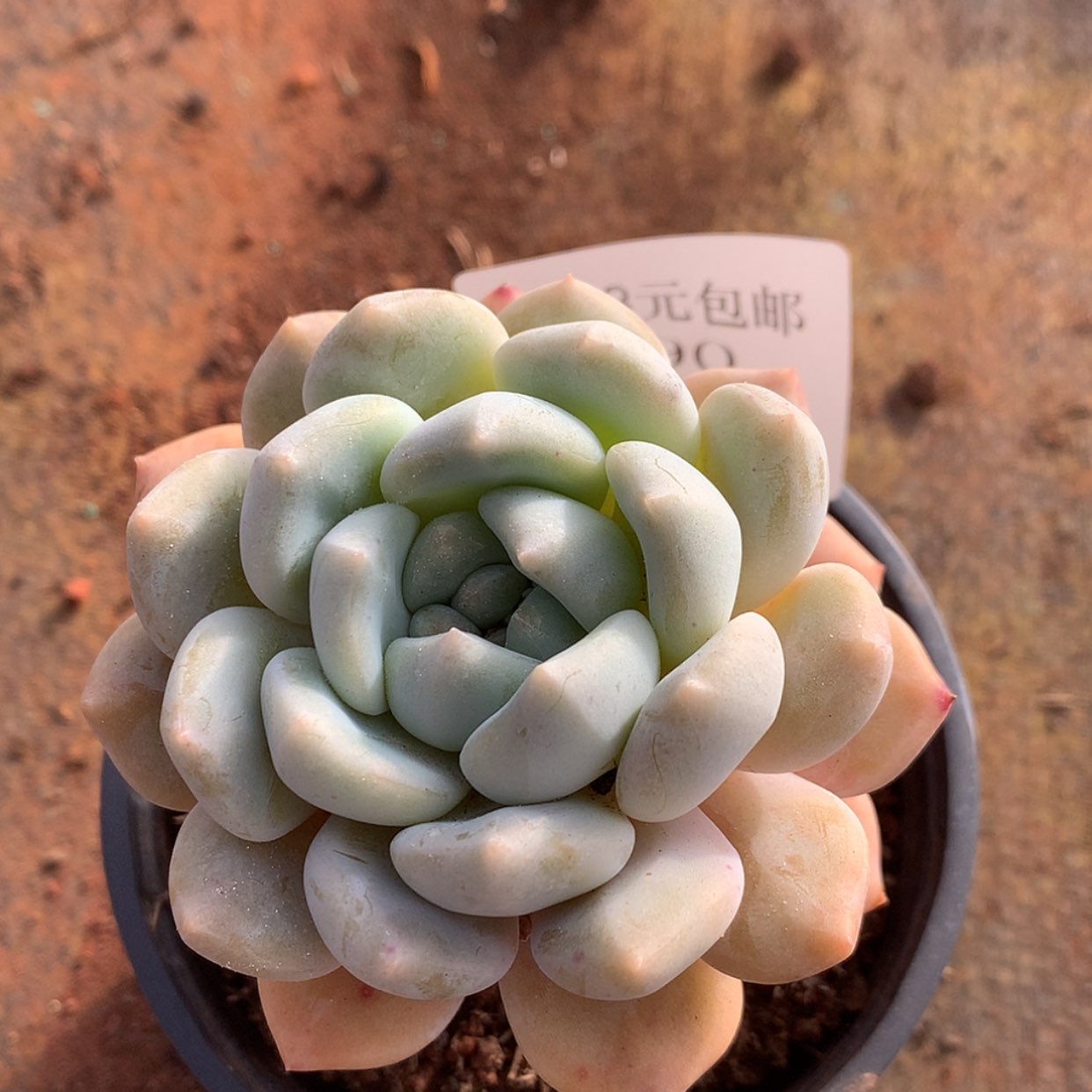 【闪购商品】云190号