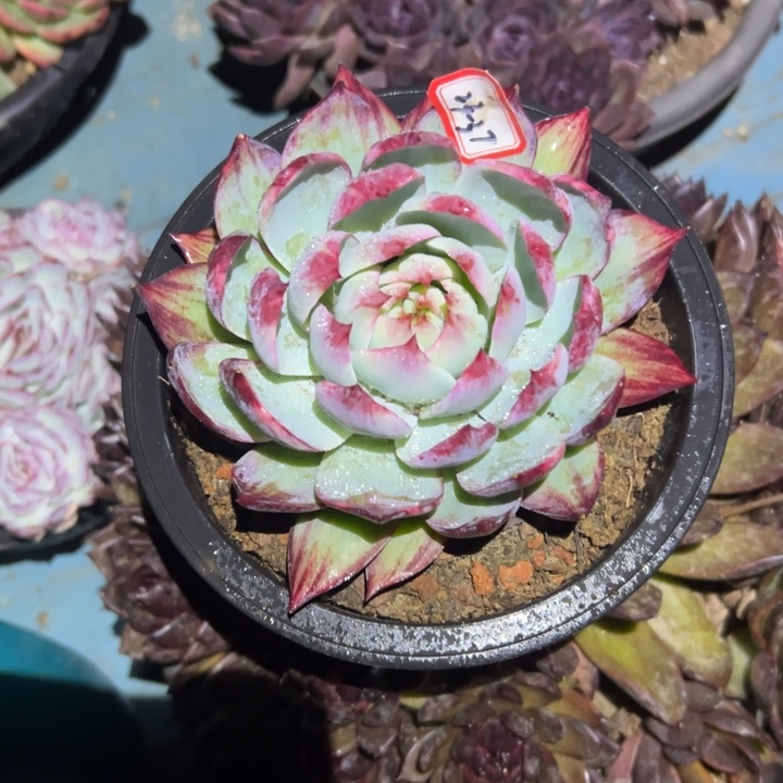 玉***)精品多肉植物老桩拉丝惊鸿