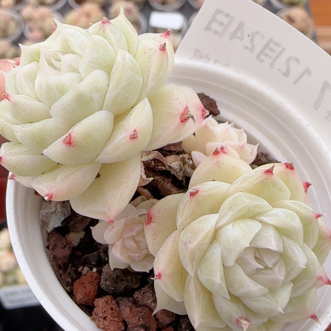 花语多肉1224-247散