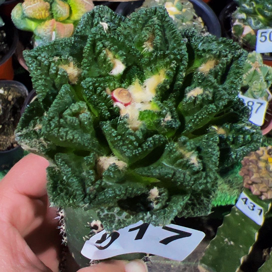 无花朵螺旋辛顿牡丹517