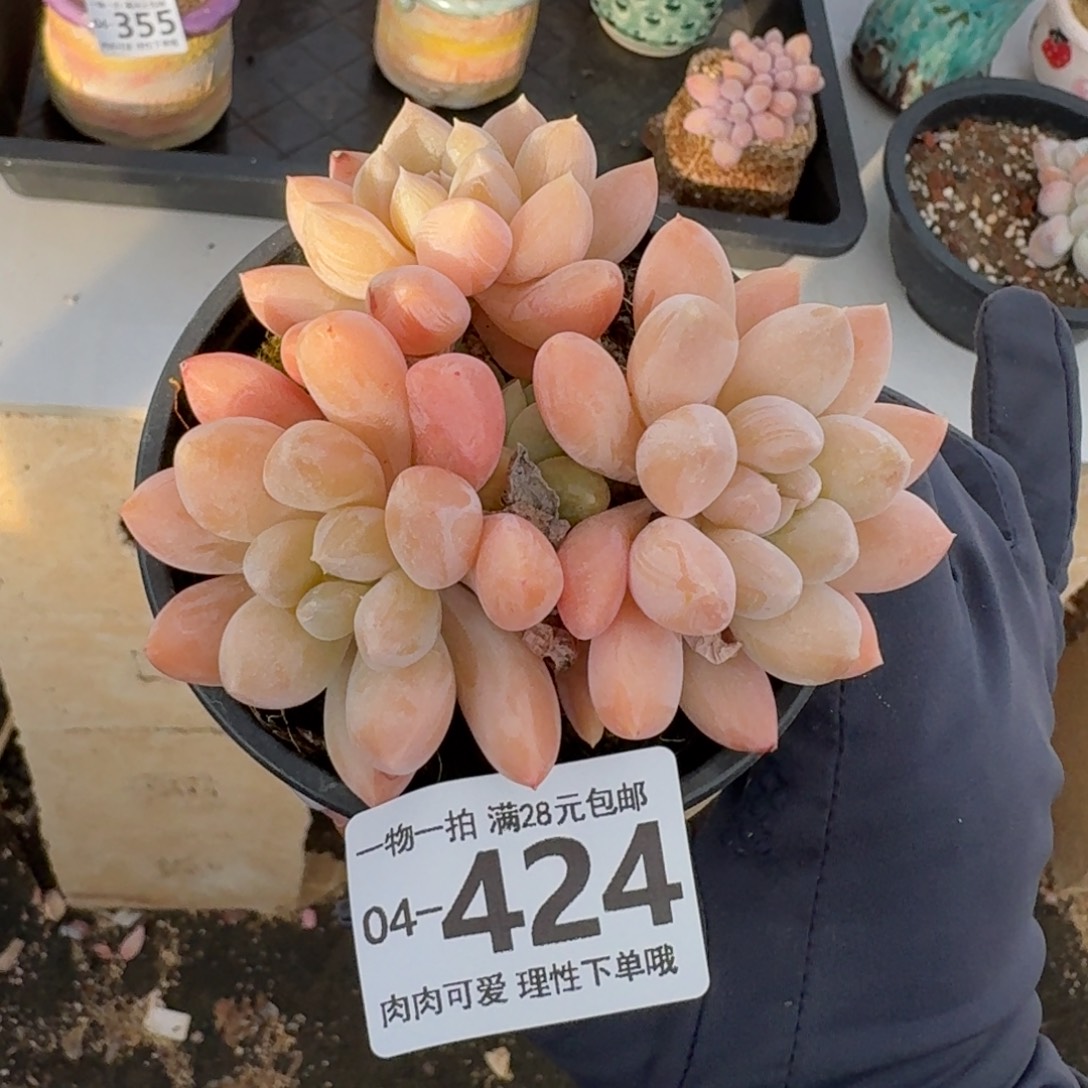 星空美人无盆土发货无