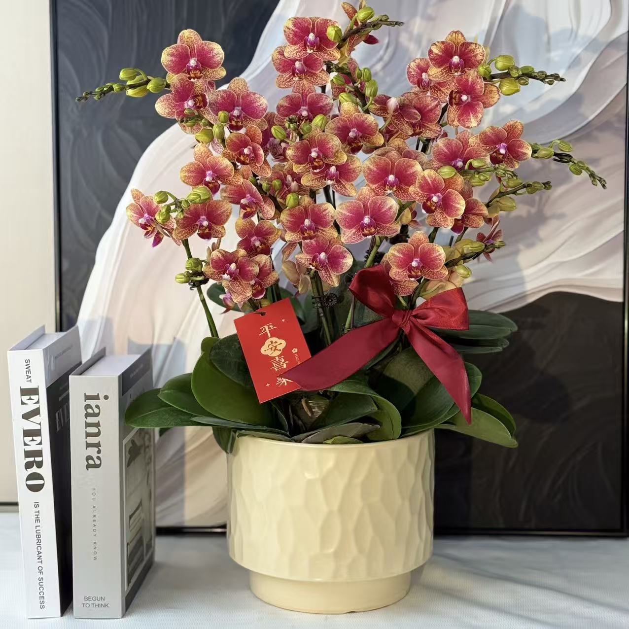 蝴蝶兰《聚宝盆》财源滚滚而来 年宵花精致组盆 好养耐养基地直发1