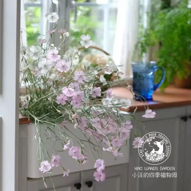 大花麦仙翁 海洋珍珠 樱贝 耐阴耐寒花园植物阳台盆栽 切花花卉苗