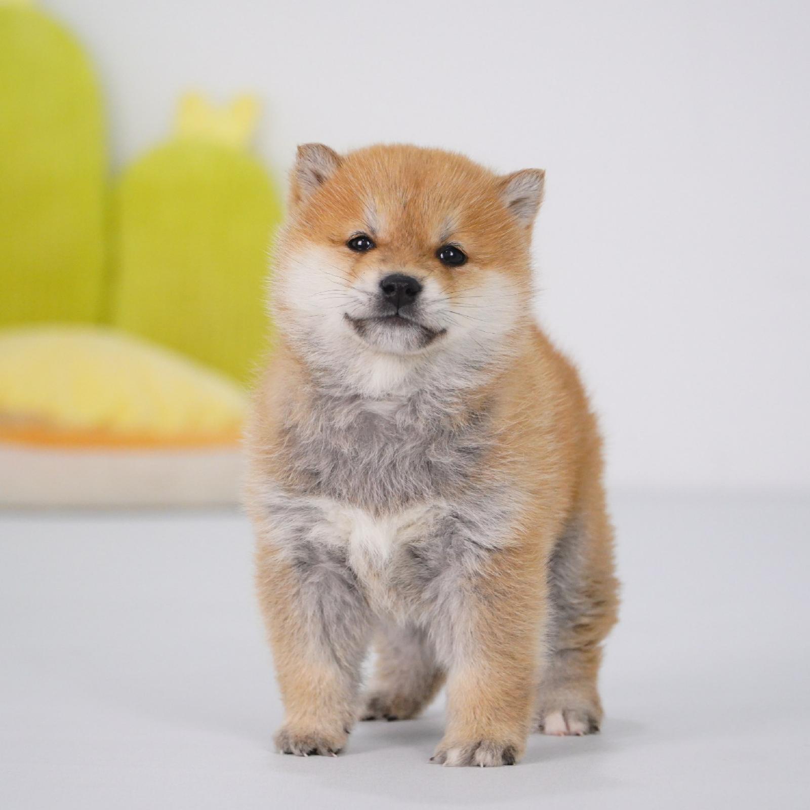 【预定非全款】柴犬赤色公活体狗狗幼犬1578纯种双血统家庭宠物