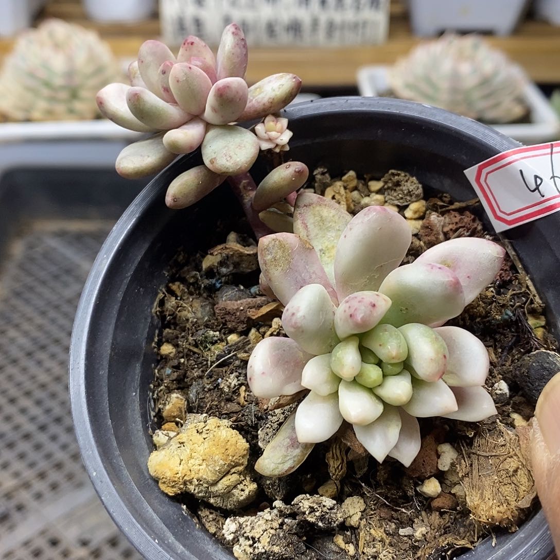 0246 香奈尔锦多肉