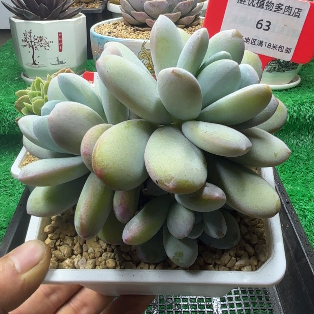 解忧多肉植物编号63