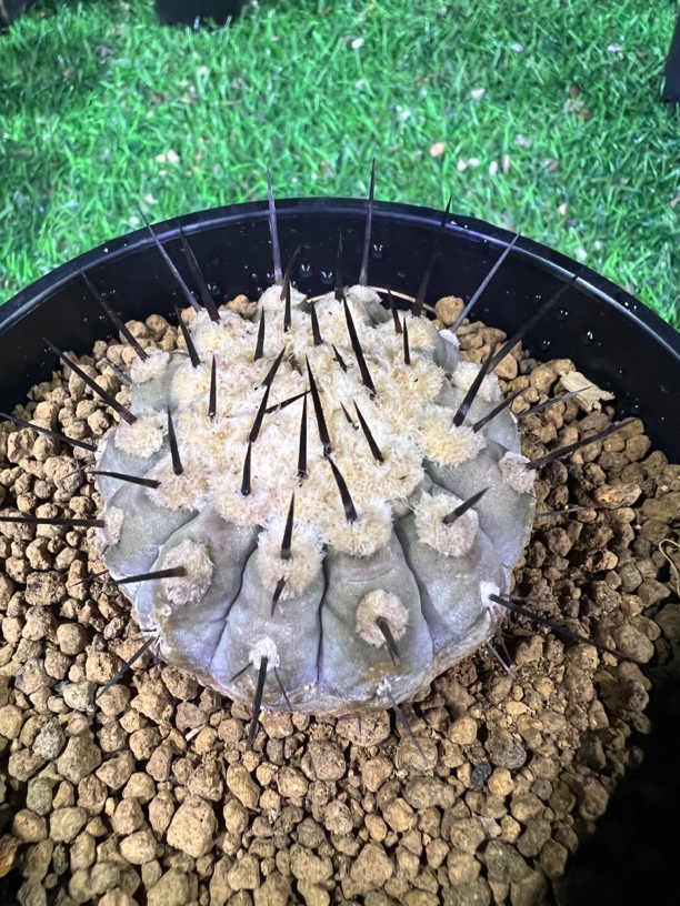 直播间一物一拍龙抓属仙人球黑王丸孤龙丸黑土冠栗星玉