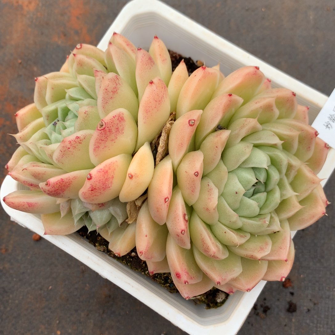 1683杂交精品基地14厘米