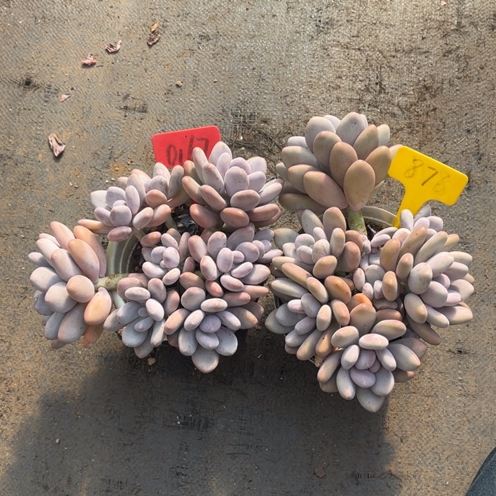 桃美人多肉植物0167 876