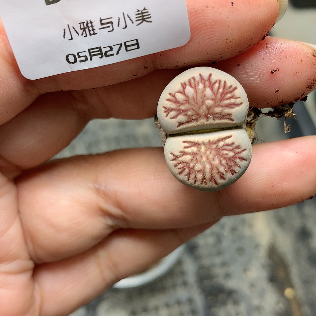 D246多肉植物保护研究所