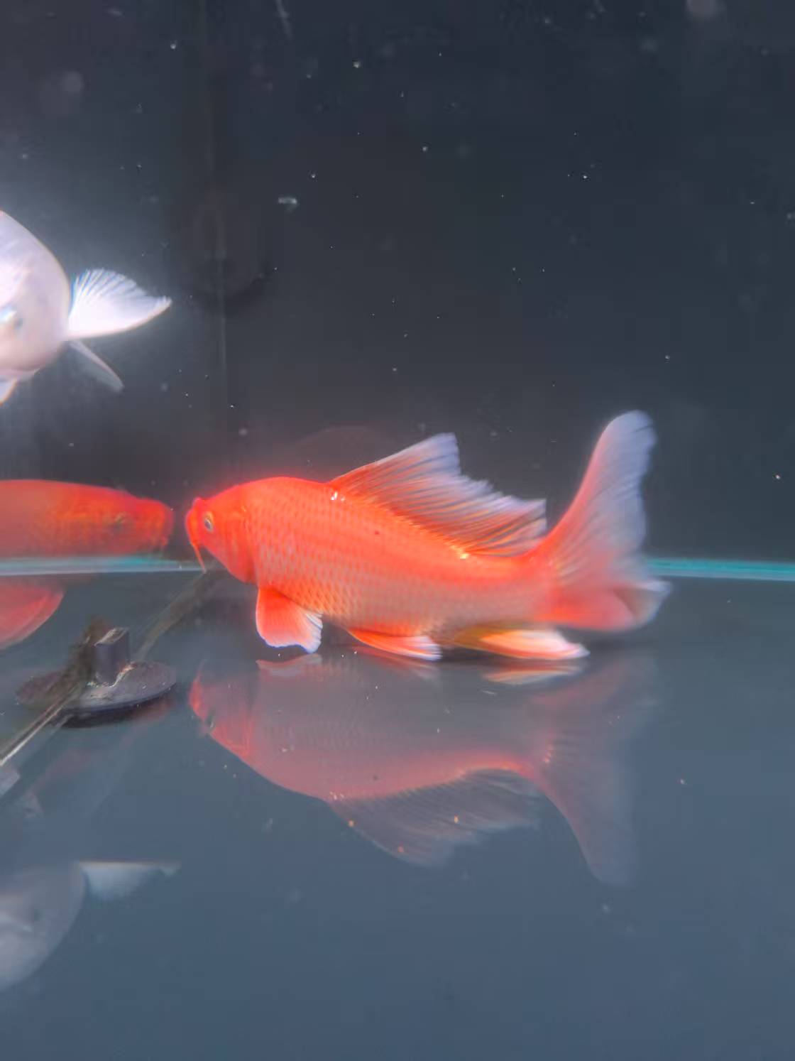 正宗台湾蝴蝶鲤 17-22公分 红白配色