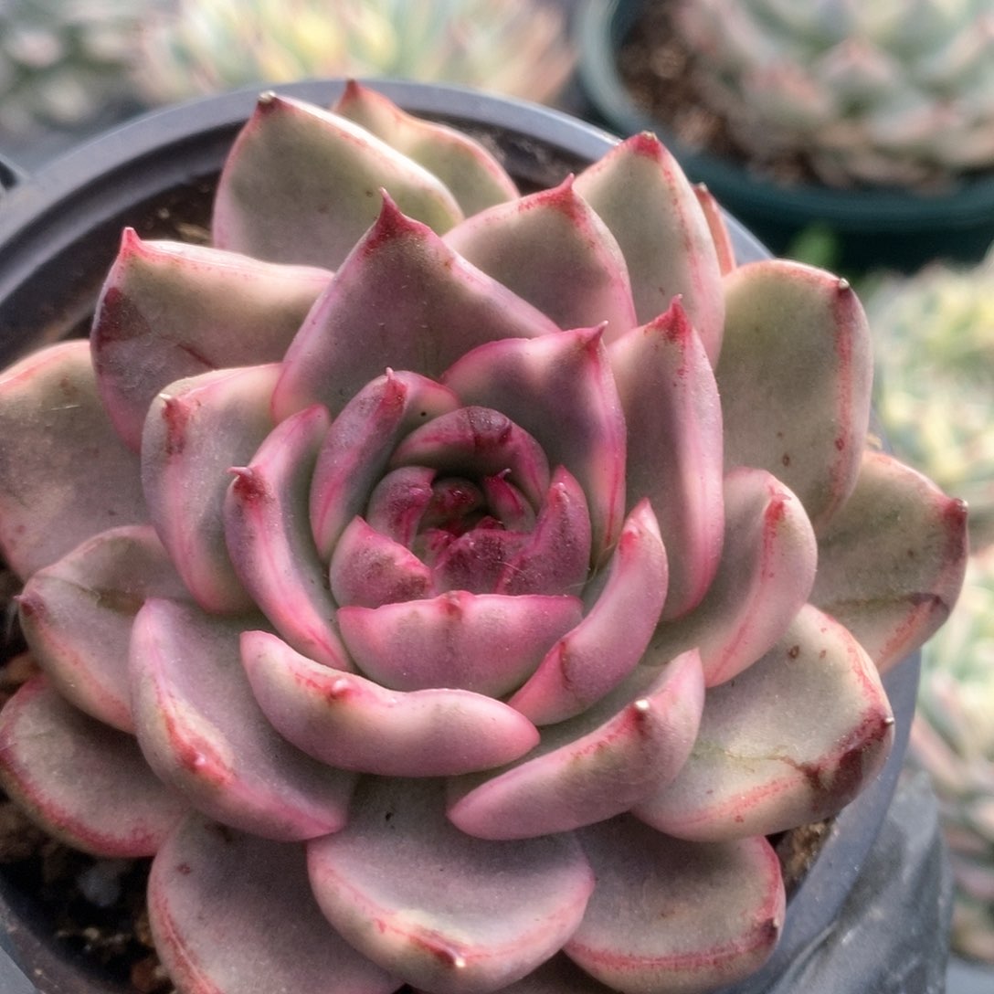 103锦锦锦锦锦锦锦