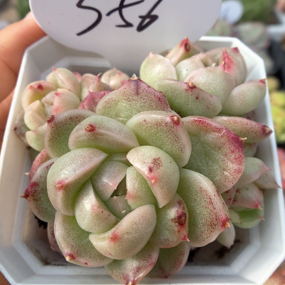 麦秆石化群生可拍356号
