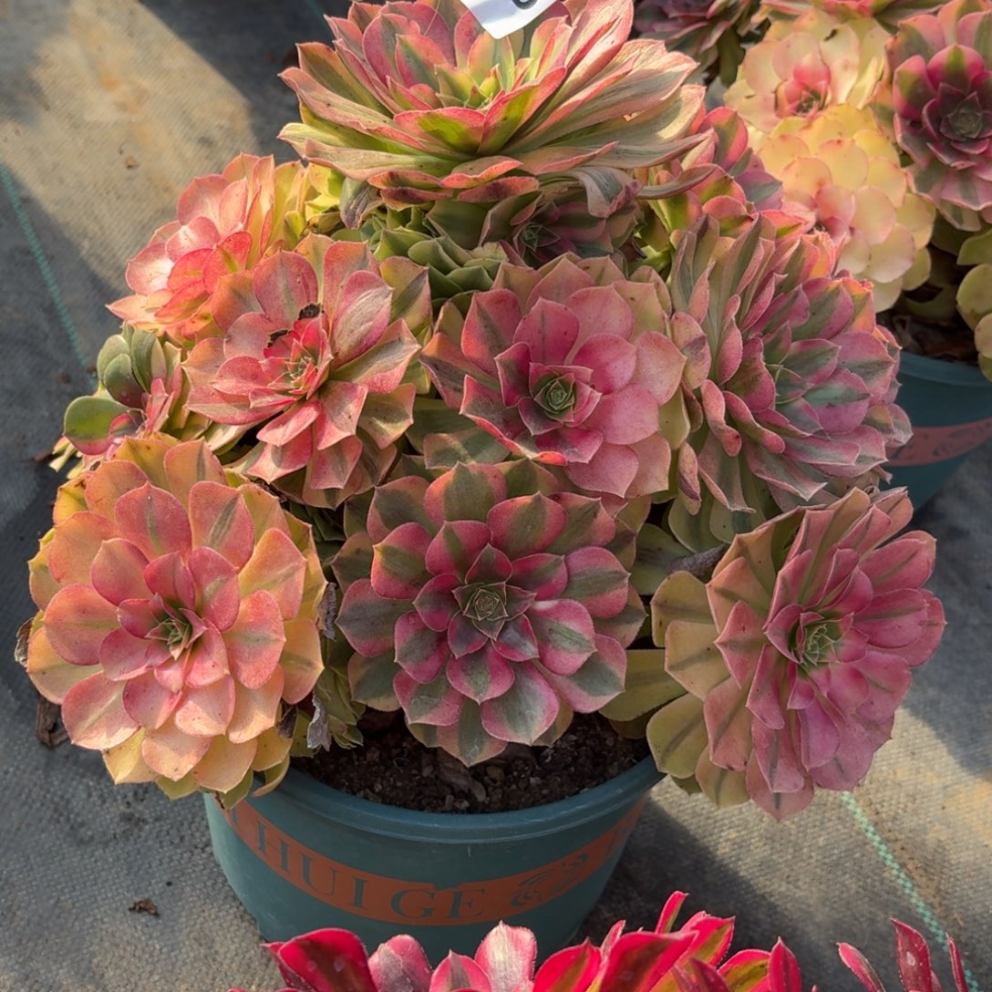 693雨河多破万植物也太急