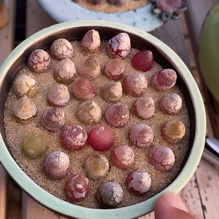 30518灯泡样本一盆