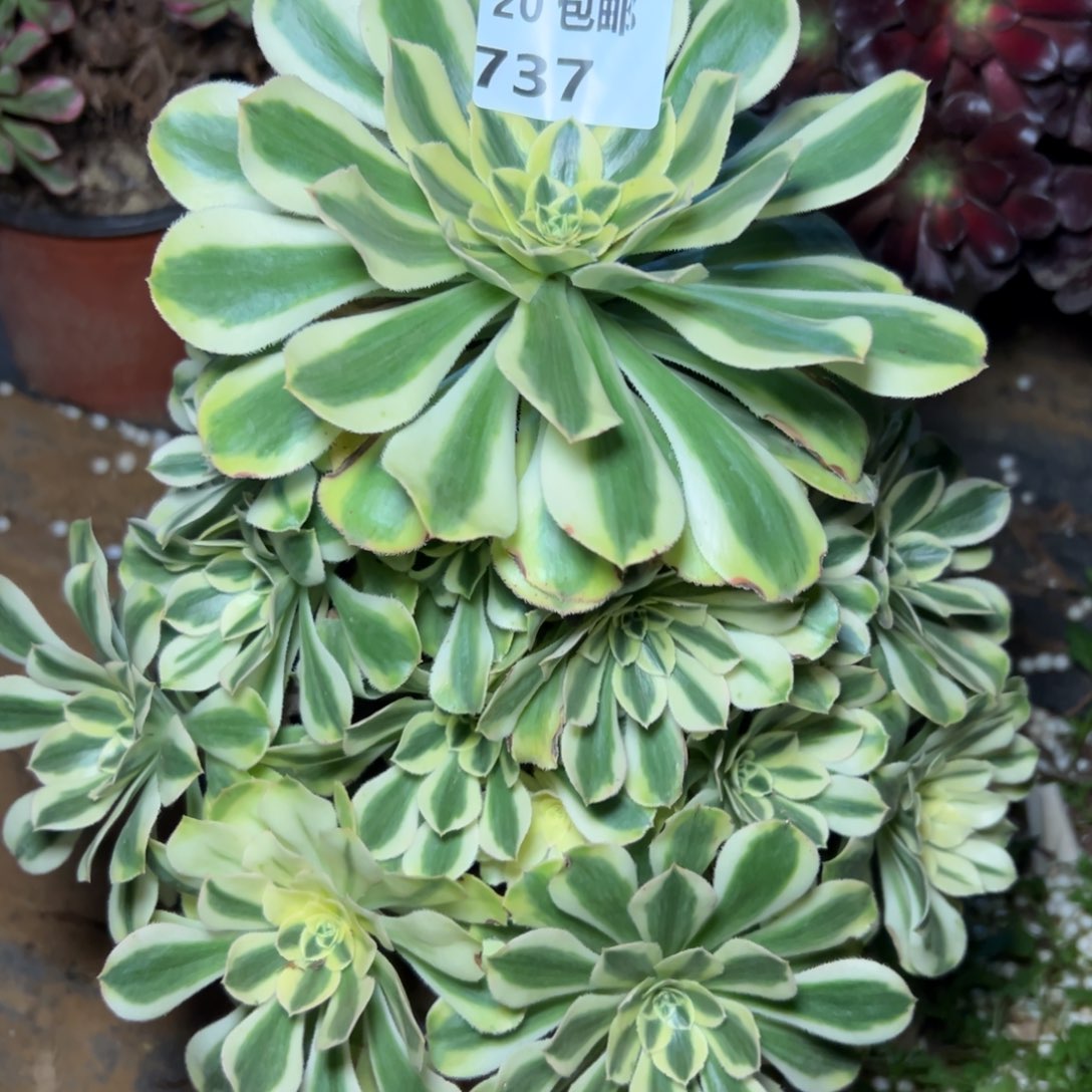 737白兰地，满20包邮嘟叮熊