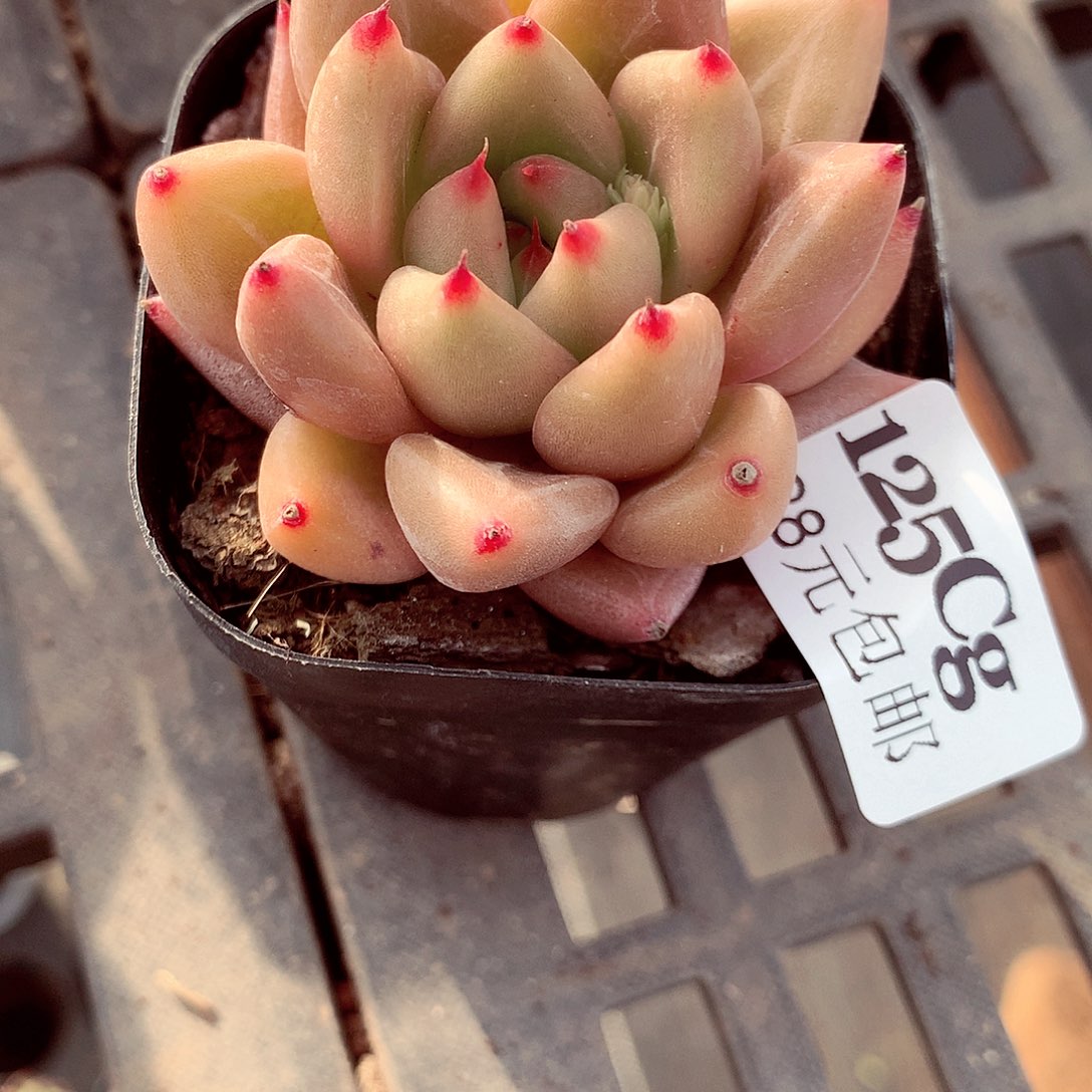 5厘米盆精控多肉125