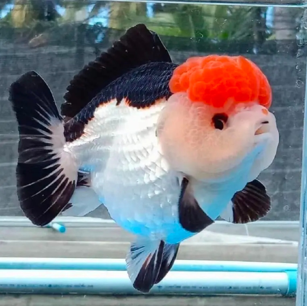 精品百皱泰狮冷水鱼观赏鱼（无开箱视频不售后）