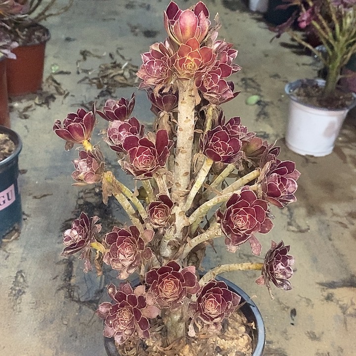 黑法多肉植物052 
