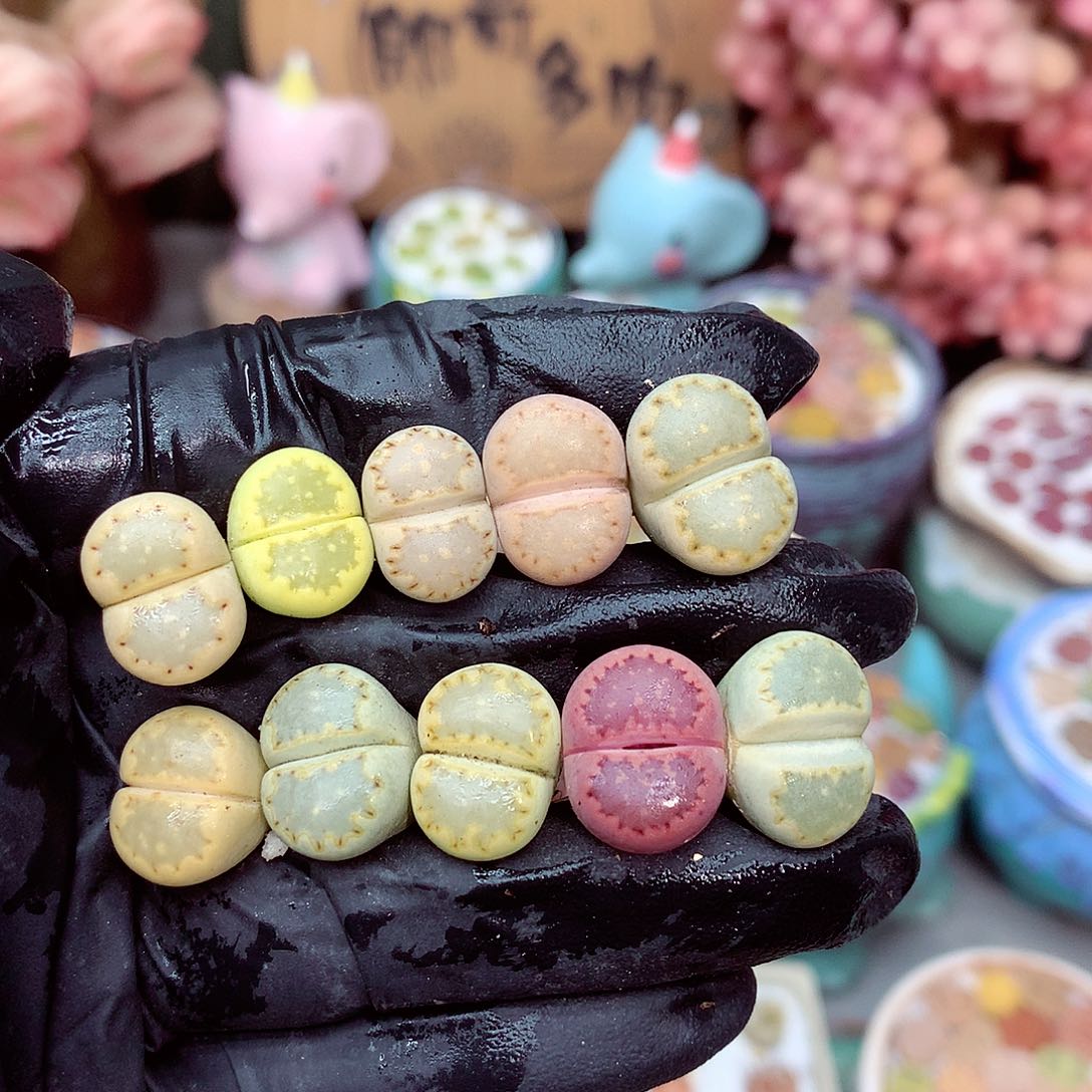 生石花满18包邮8-30