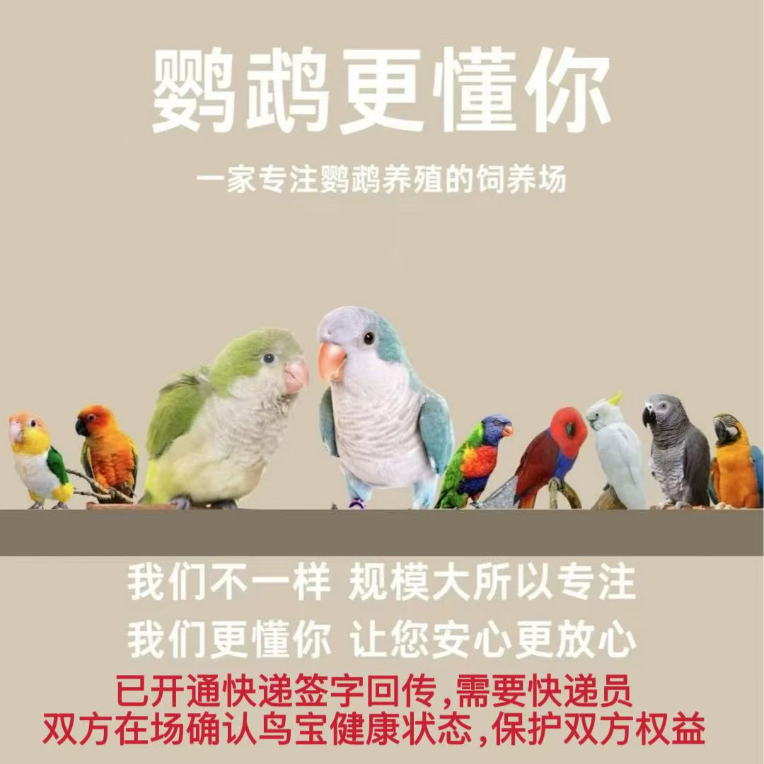 源头养殖场活体鹦鹉亲人粘人雏鸟一物一拍