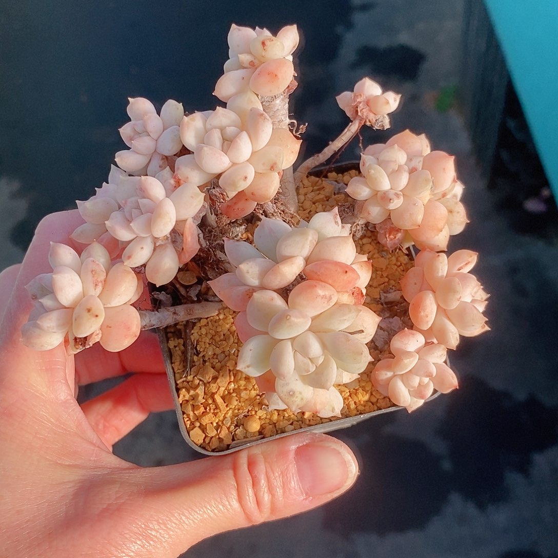 1365多肉植物老桩