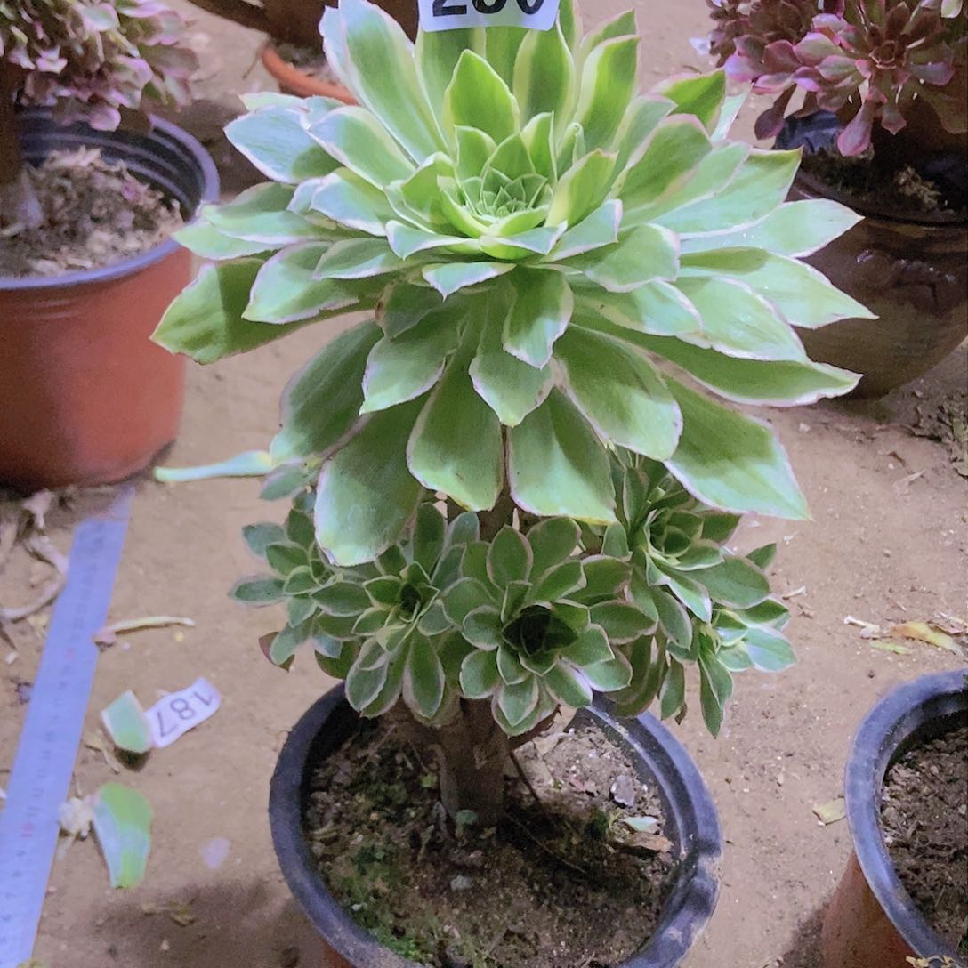 290大叶绿玫瑰法师锦老庄